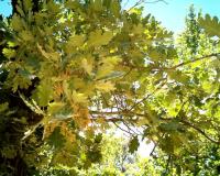 Quercus pyrenaica (Roble melojo)