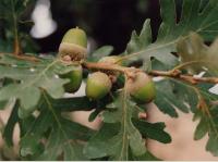 Quercus pyrenaica (Roble melojo)