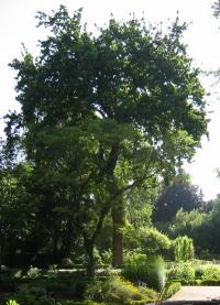 Quercus robur (Roble común)