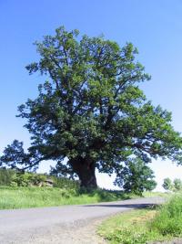 Quercus robur (Roble común)