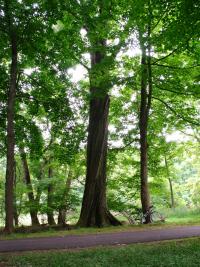 Quercus rubra