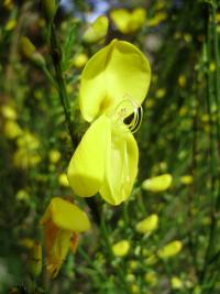 Retama sphaerocarpa (Retama)