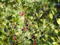 Rhamnus alaternus (Aladierno)