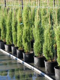 Cupressus sempervirens (Ciprés piramidal)