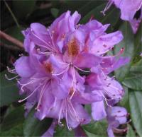 Rhododendron ponticum (Rododendro)