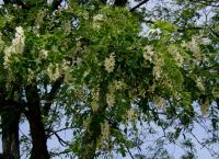 Robinia pseudoacacia (Falsa acacia)