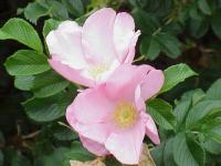 Rosa rugosa (Rosa japonesa)