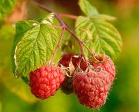 Rubus idaeus (Frambueso)