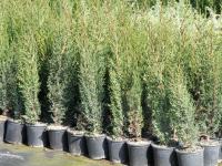 Cupressus sempervirens "Totem"