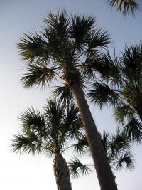 Sabal palmetto (Sabal de Carolina)