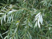 Salix alba (Sauce blanco)