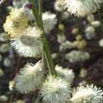 Salix caprea