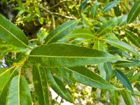 Salix fragilis (Mimbrera)