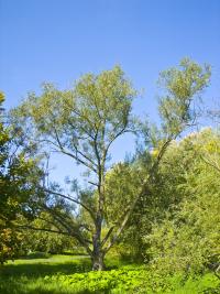 Salix fragilis (Mimbrera)