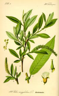 Salix triandra (Mimbre negro, sarga)