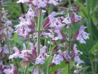 Salvia officinalis (Salvia común)