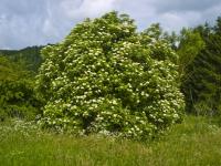 Sambucus nigra (Saúco)