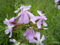 Saponaria officinalis (Jabonera)