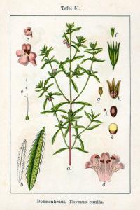 Satureja hortensis (Ajedrea de jardín)