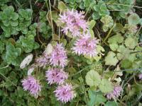 Sedum spurium (Sedo bastardo)