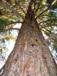 Sequoia sempervirens (Secuoya roja de California)