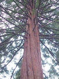 Sequoia sempervirens (Secuoya roja de California)
