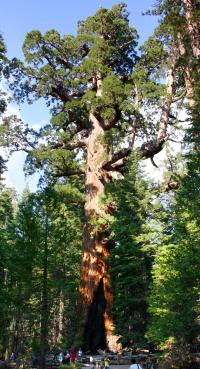 Sequoiadendron giganteum (Sequoya gigante)