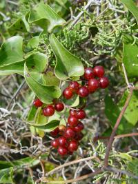 Smilax aspera (Zarzaparrilla)