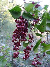 Smilax aspera (Zarzaparrilla)