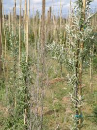 Elaeagnus angustifolia (Paraiso)