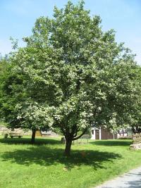 Sorbus aria (Mostajo)