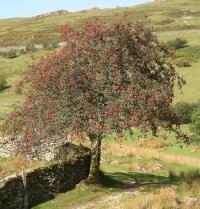 Sorbus aucuparia (Serbal de los cazadores)