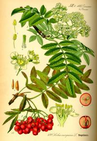 Sorbus aucuparia (Serbal de los cazadores)