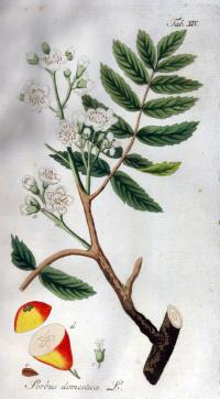 Sorbus domestica (Serbal común, acerolo)
