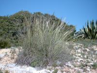 Stipa tenacissima (Esparto)