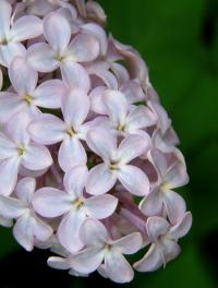 Syringa vulgaris (Lila, lila común)