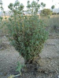 Thymus mastichina (Mejorana)