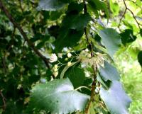 Tilia cordata (Tilo de hojas pequeñas)