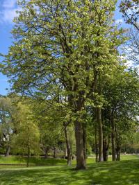 Tilia platyphyllos (Tilo de hojas grandes)