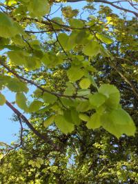 Tilia platyphyllos (Tilo de hojas grandes)