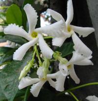 Trachelospermum jasminoides (Jazmin estrella, jazmin de leche)