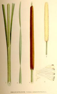 Typha angustifolia (Totora, espadaña, anea)