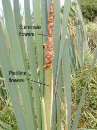 Typha latifolia (Junco de esteras)