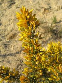 Ulex parviflorus (Aulaga)