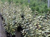 Elaeagnus x ebbingei "Limelight"