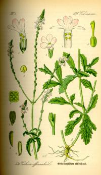 Verbena officinalis (Hierba sagrada)
