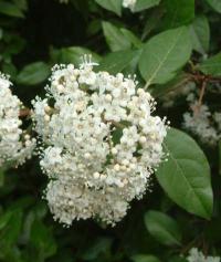 Viburnum tinus (Durillo)