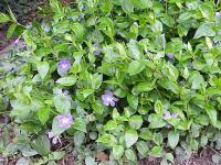 Vinca major (Hierba doncella)