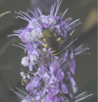 Vitex agnus-castus (Sauzgatillo)