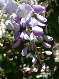 Wisteria sinensis (Visteria china, glicina)